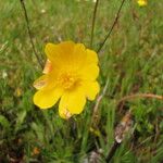 Ranunculus canus Квітка