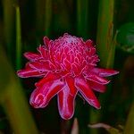 Etlingera elatior Flower