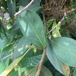 Anthurium scandens Hoja