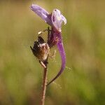 Linaria amethystea Λουλούδι