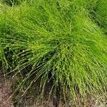 Isolepis cernua Агульны выгляд