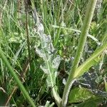 Cirsium dissectum Leaf