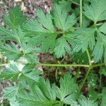 Physospermum cornubiense Leaf