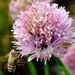 Allium schoenoprasum Flor