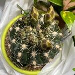 Gymnocalycium denudatum Fuelha