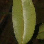 Calophyllum brasiliense Blatt