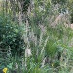 Calamagrostis arundinacea Hábitos