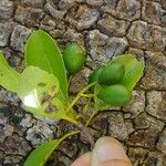 Elaeodendron curtipendulum Frukto