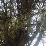 Neltuma chilensis Blatt