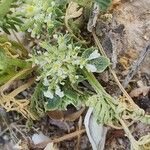 Anisosciadium orientale Mbuma