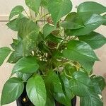 Epipremnum aureum Hoja