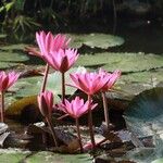 Nymphaea rubraFlower