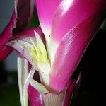 Tillandsia heliconioides Flor