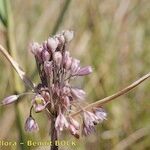 Allium savii Fruto