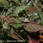 Amaranthus graecizans अन्य
