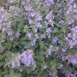 Nepeta racemosa Flower