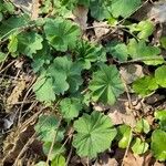 Alchemilla monticola ഇല