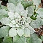 Verbascum thapsus Blad