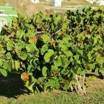 Coccoloba uvifera Hábito