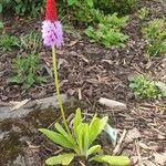 Primula vialii Habitus