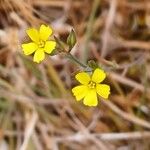Linum trigynum 花