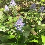 Hyacinthoides italica Flower