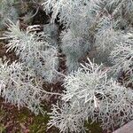 Artemisia arborescens Leht