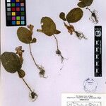 Henckelia bifolia Other