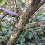 Garrya elliptica Ŝelo