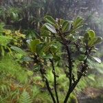 Myrsine asymmetrica Συνήθη χαρακτηριστικά