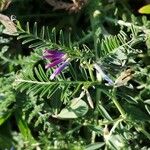 Vicia monantha Blüte