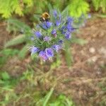 Echium vulgareКвітка