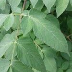 Dahlia imperialis Levél