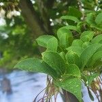 Styrax japonicus Leaf
