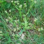 Valerianella dentata Yeri
