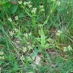 Valeriana dentata आदत