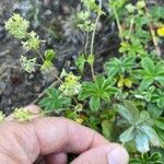 Alchemilla alpinaFlower