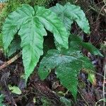 Tectaria heracleifolia Лист