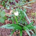 Leucojum vernum Yeri