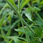 Jasminum beesianum Corteza