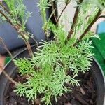 Artemisia abrotanum Ліст