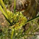 Cyperus eragrostis 果