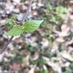 Viburnum mullaha