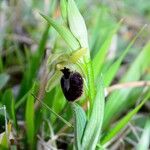 Ophrys arachnitiformis മറ്റ്