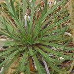 Plantago coronopus Blad