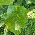 Tilia dasystyla Leht