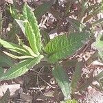 Vernonia noveboracensis Leaf