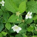 Rubus caesius Fiore