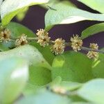 Drypetes gerrardii Flower