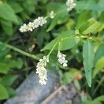 Persicaria lapathifoliaŽiedas